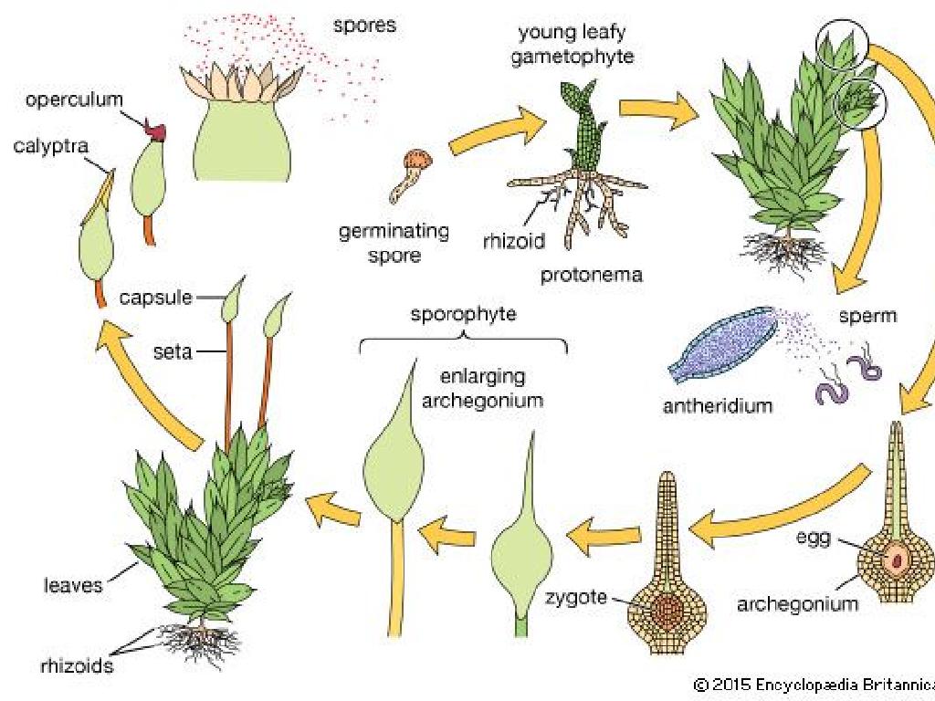 moss life cycle