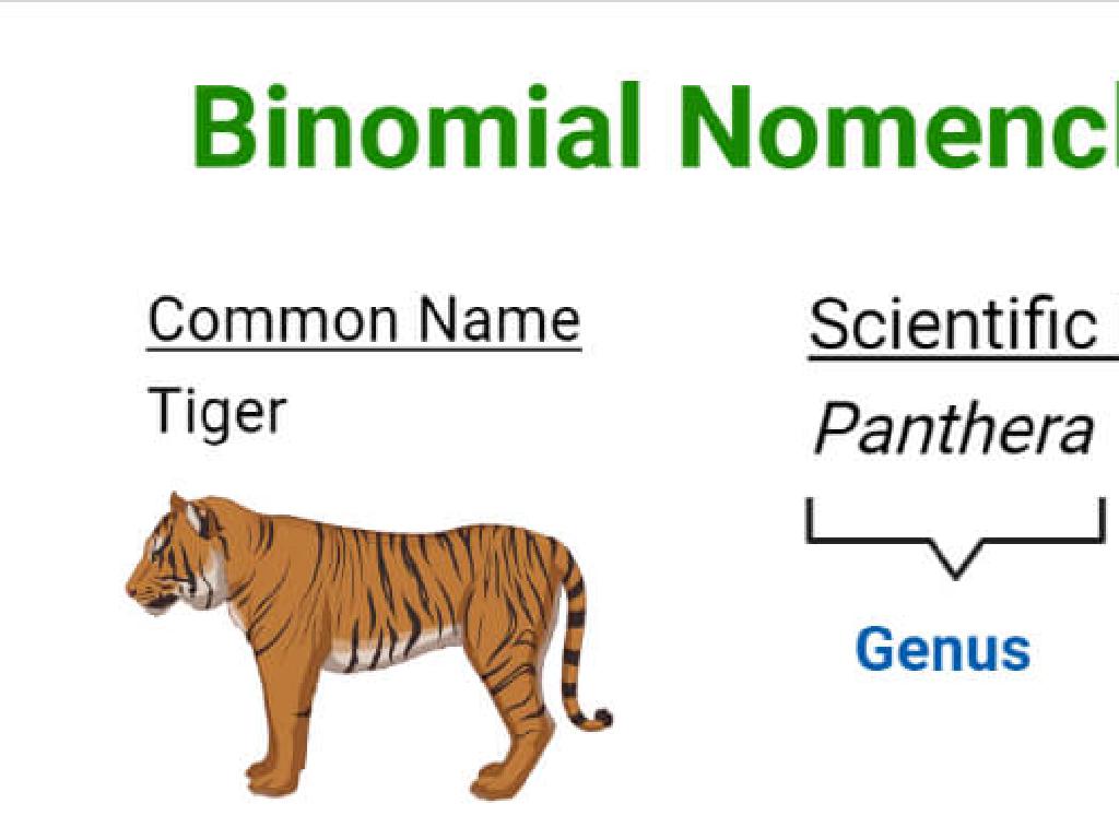 tiger panthera binomial