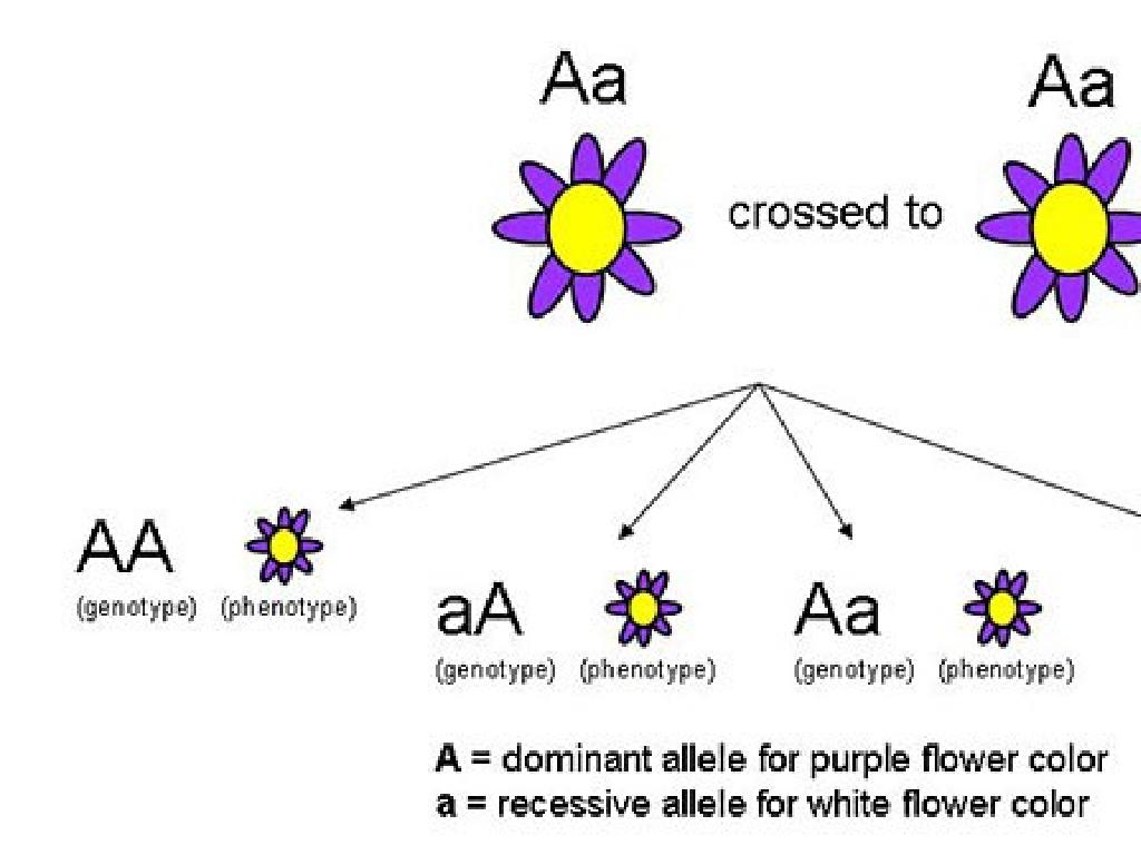 purple flower genetics