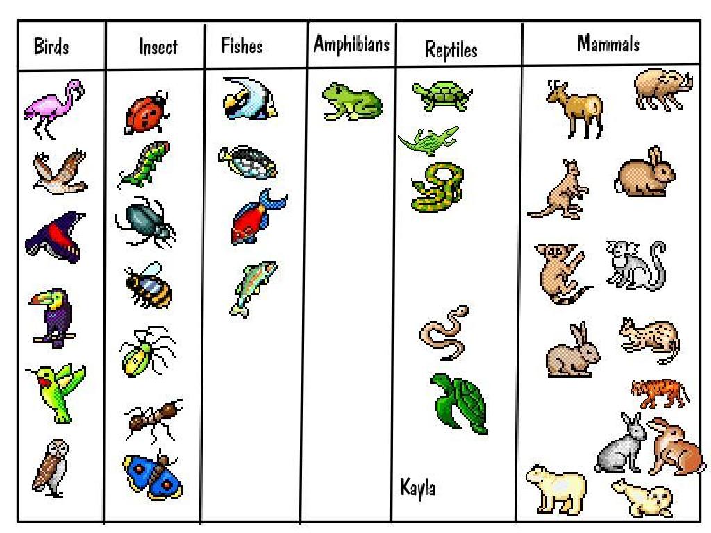 colorful animal classification chart