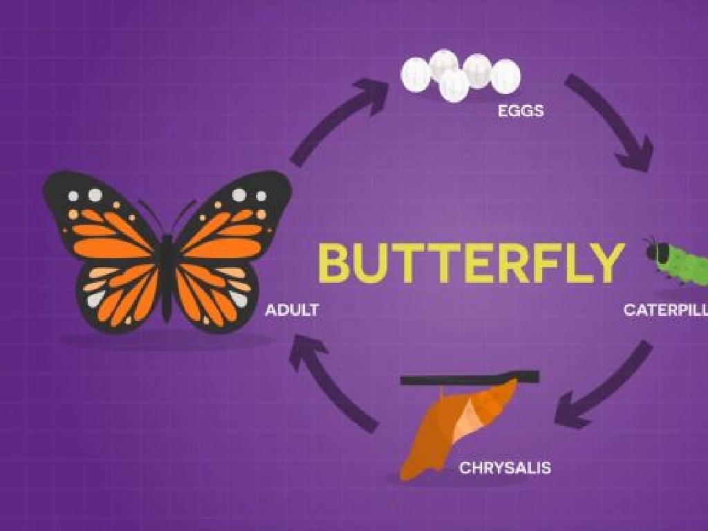 butterfly life cycle