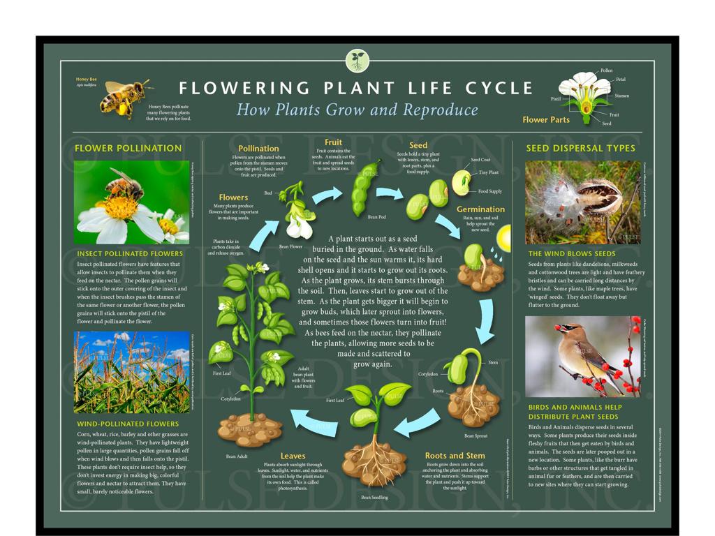 flowering plant lifecycle