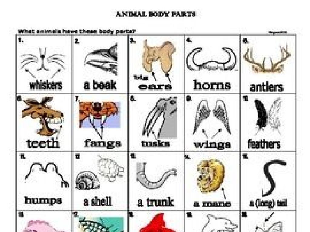 animal anatomy chart