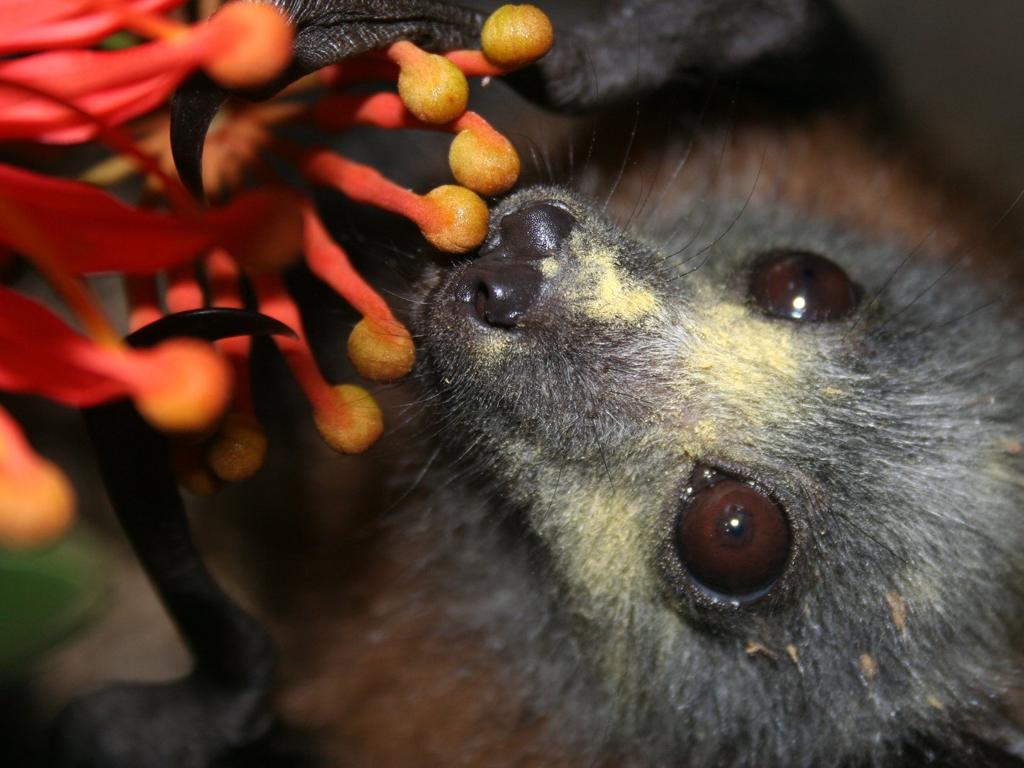 bat feeding flower