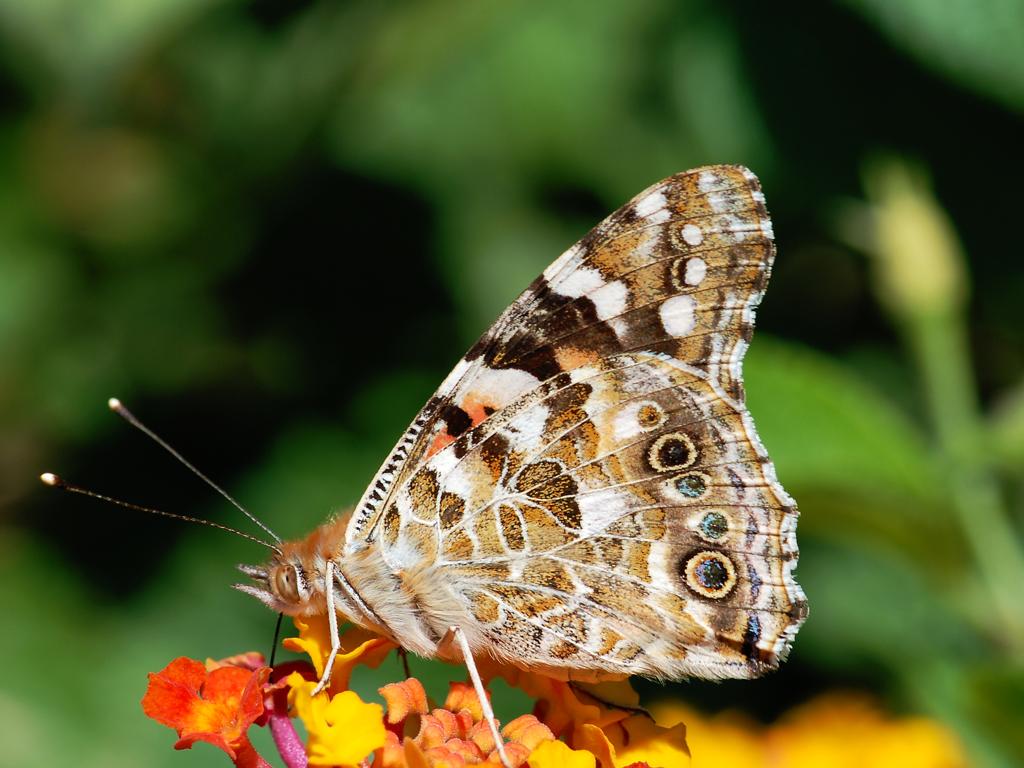 butterfly on flowers