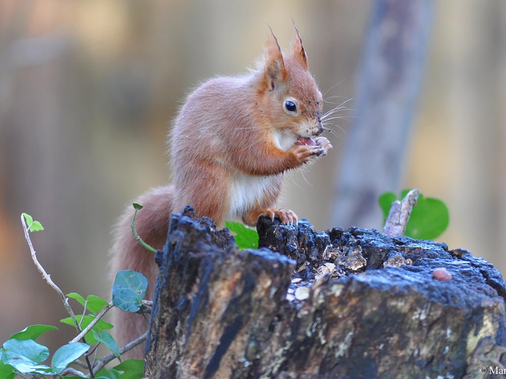 squirrel on tree stump