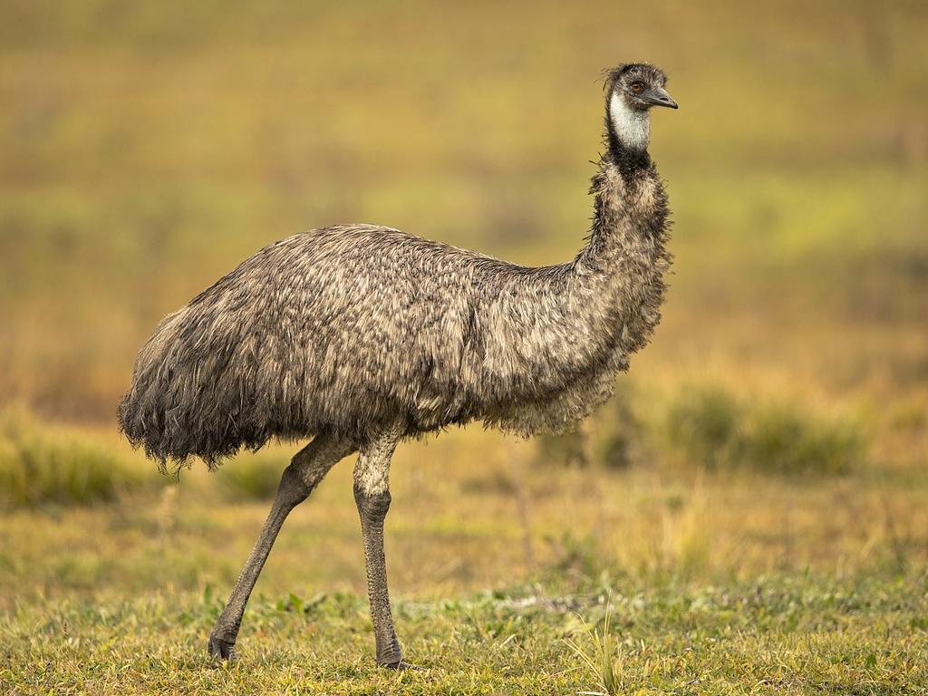 emu grassy field