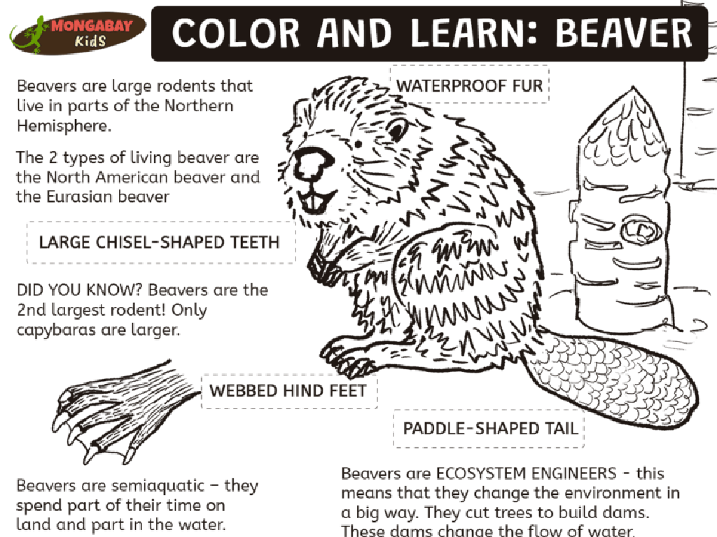 beaver educational facts