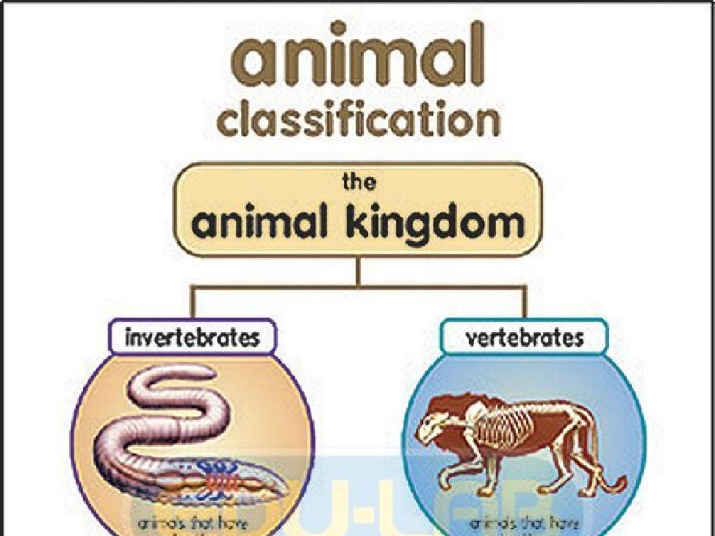 animal kingdom chart