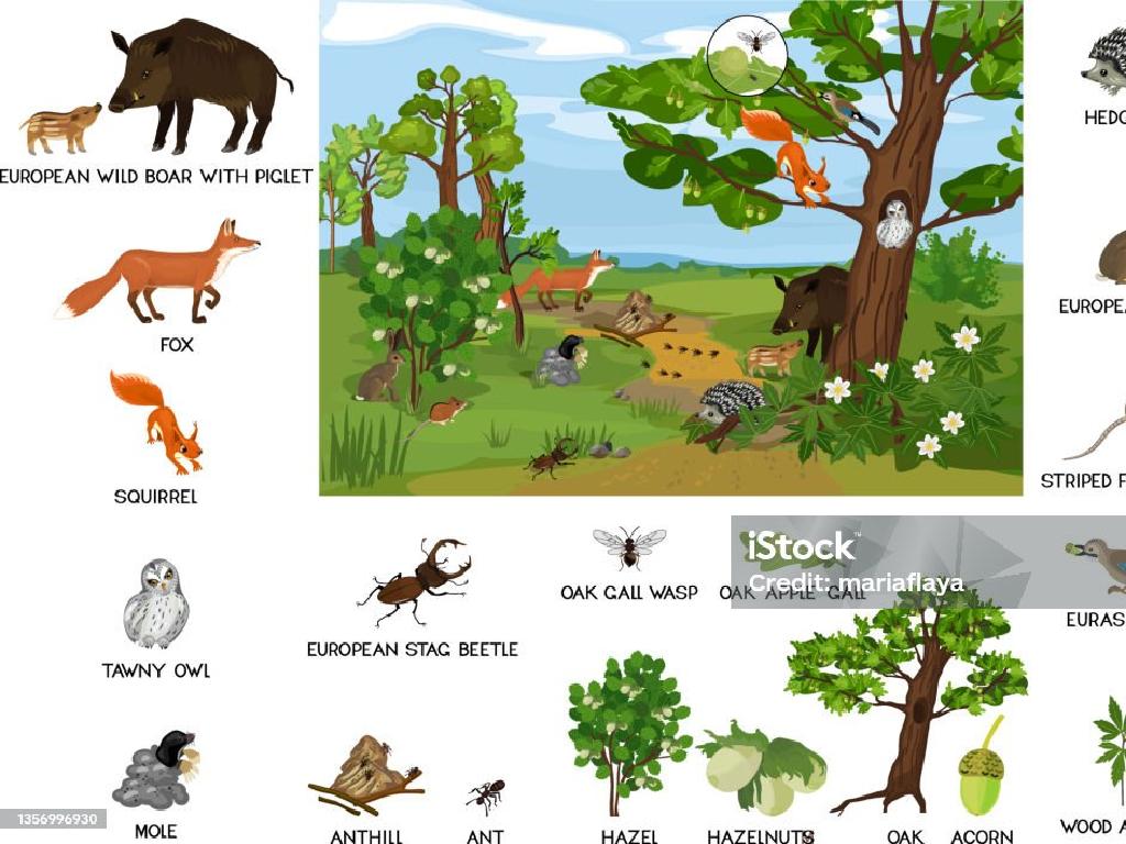 forest animals plants