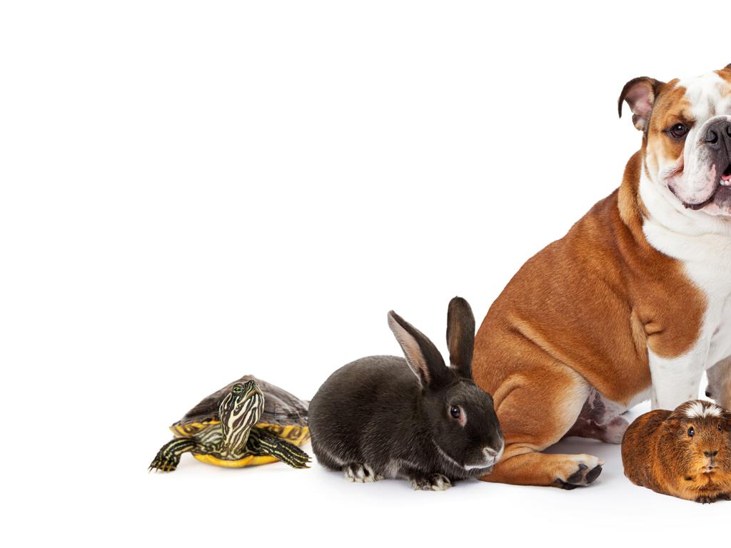 dog rabbit turtle guinea pig