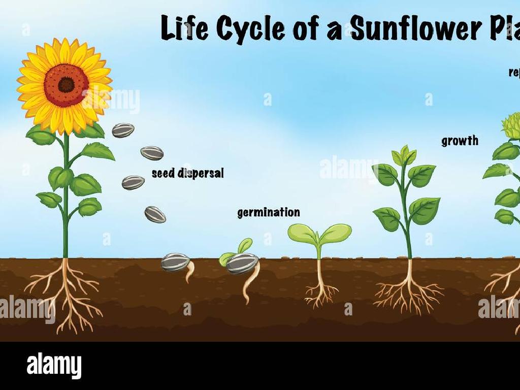 sunflower life cycle