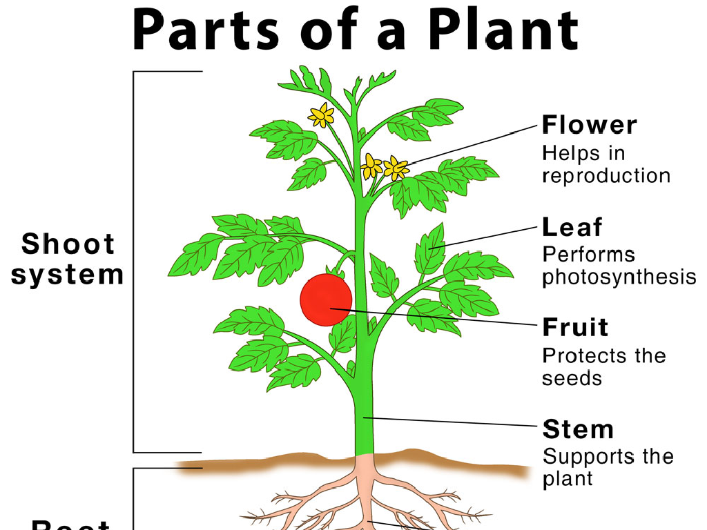 plant parts illustration