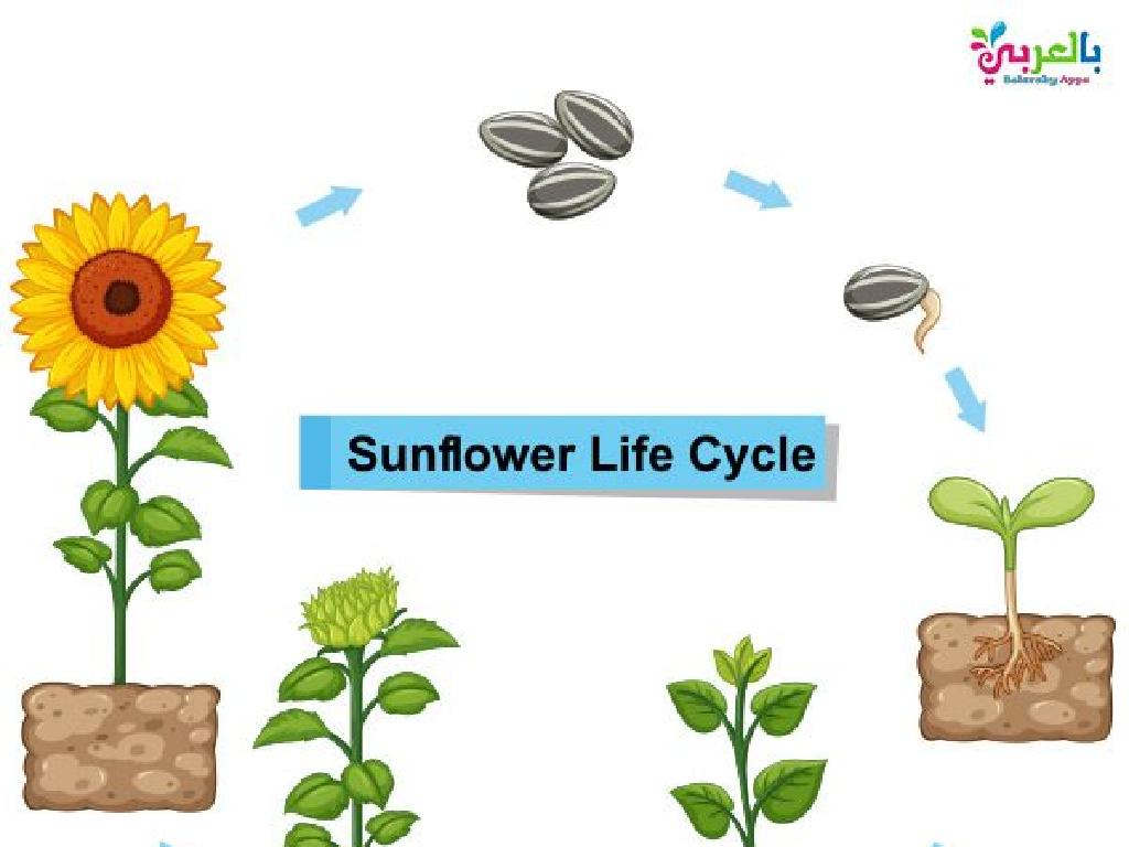 sunflower growth stages