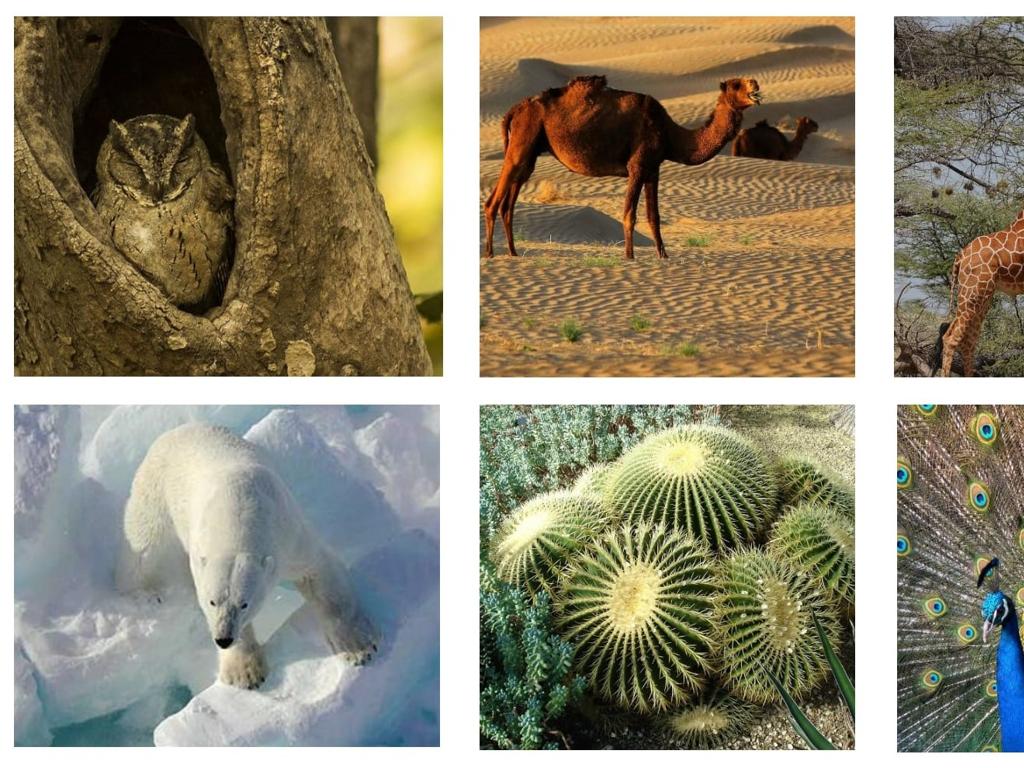 owl tree hollow  
desert camels  
giraffe near tree  
polar bear ice  
garden cactus plants  
peacock fanned feathers