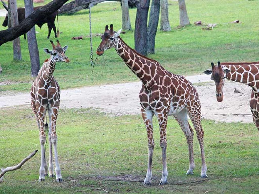 giraffes on grass