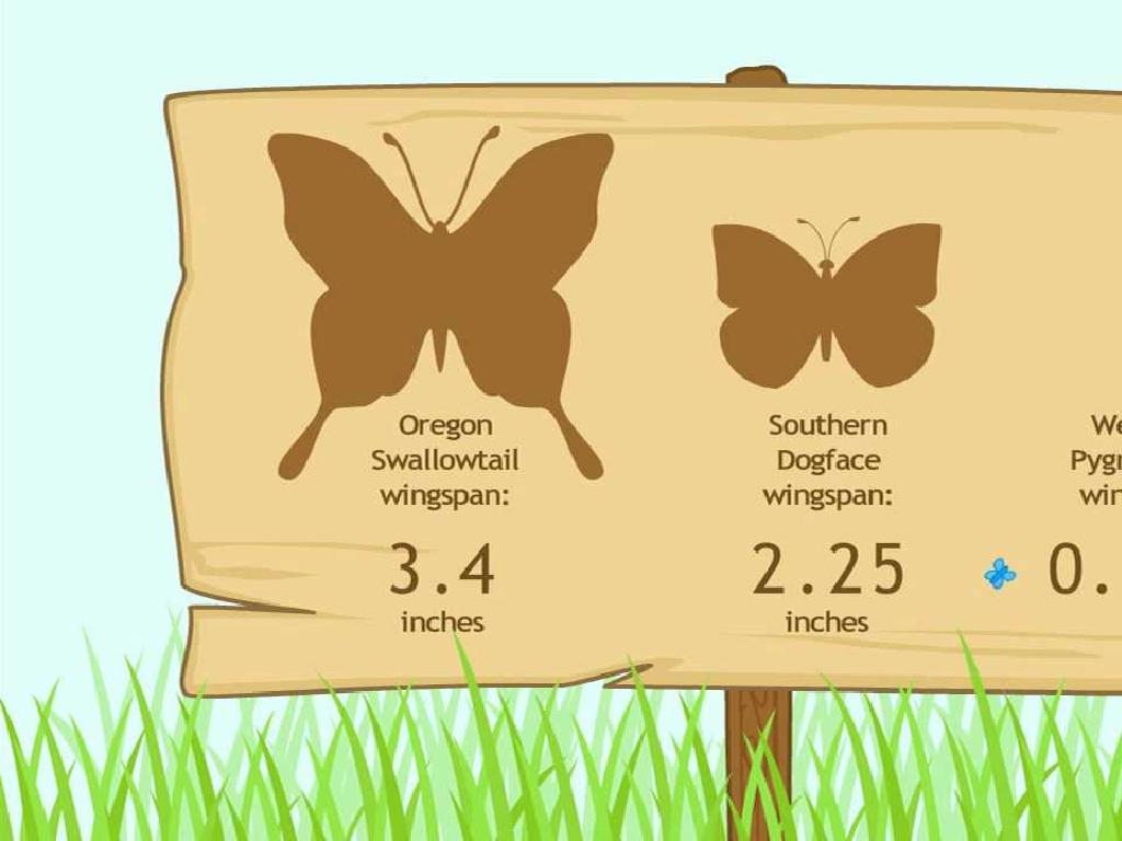 butterfly wingspan comparison