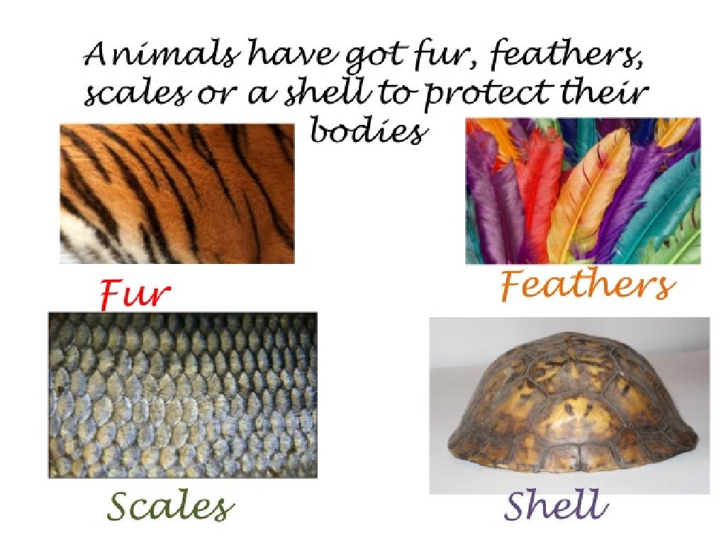 fur feather scale shell