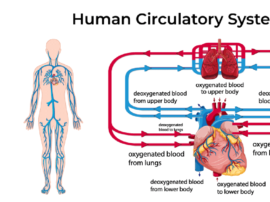 human circulatory system