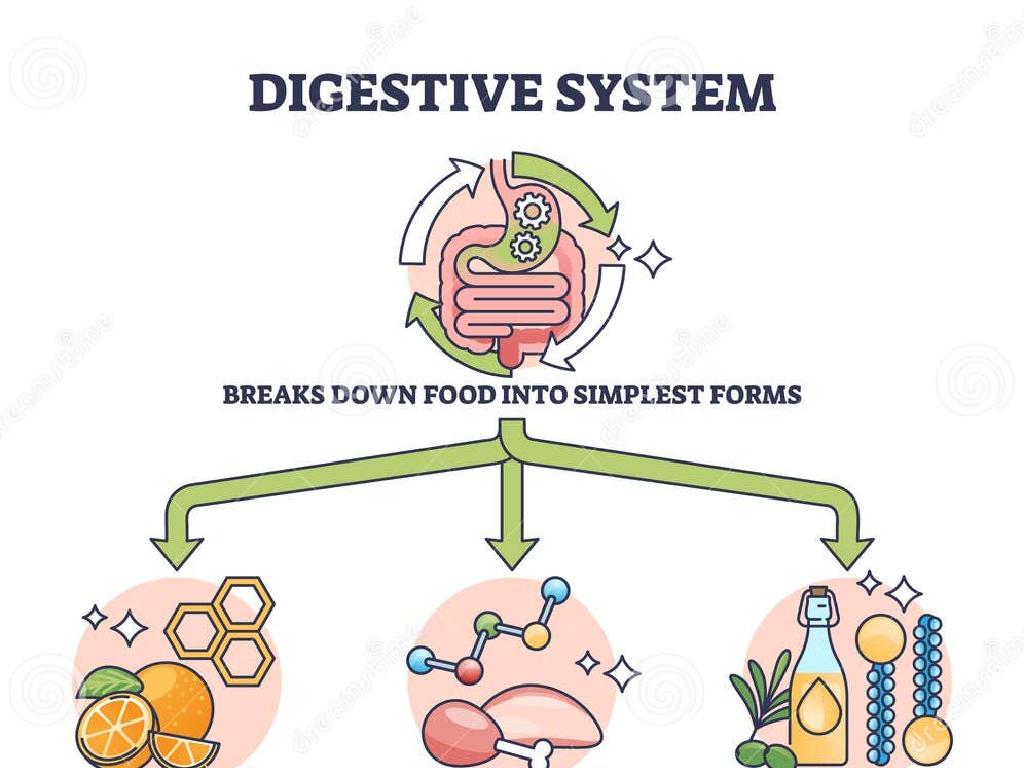 digestive system nutrients