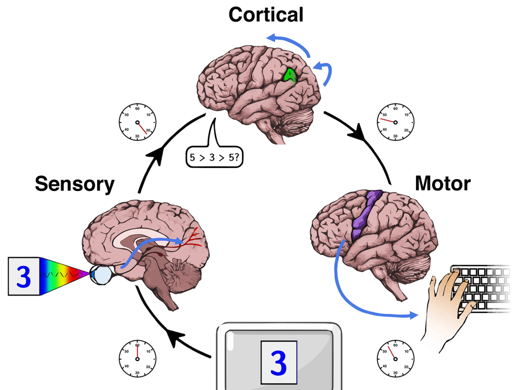 sensory cortical motor processes