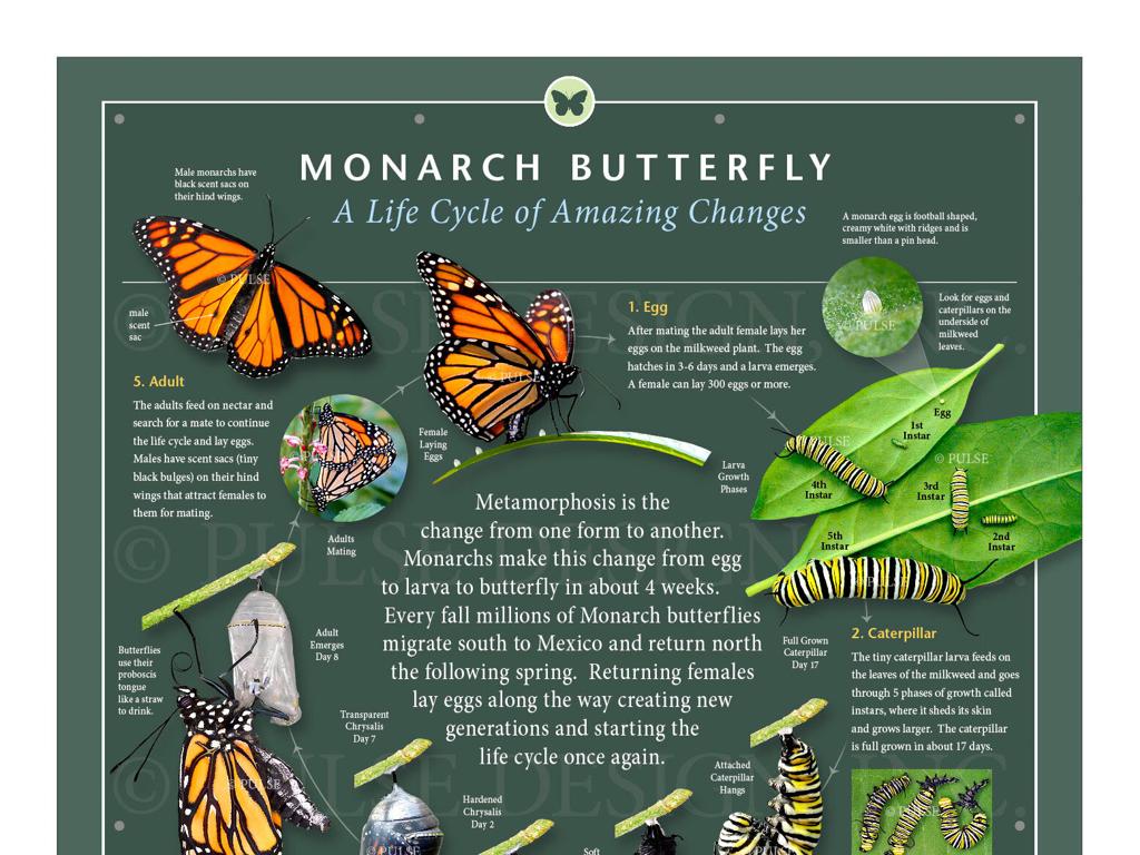 monarch butterfly life cycle