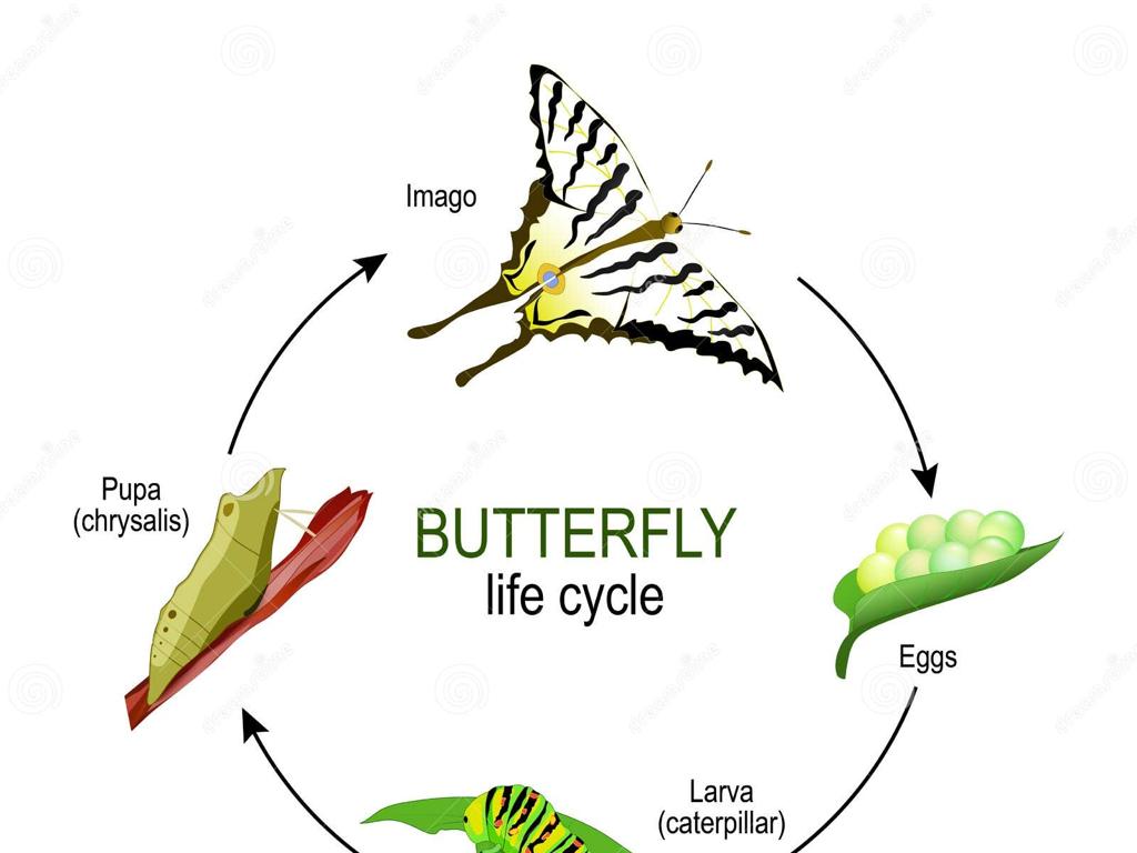 butterfly life cycle stages