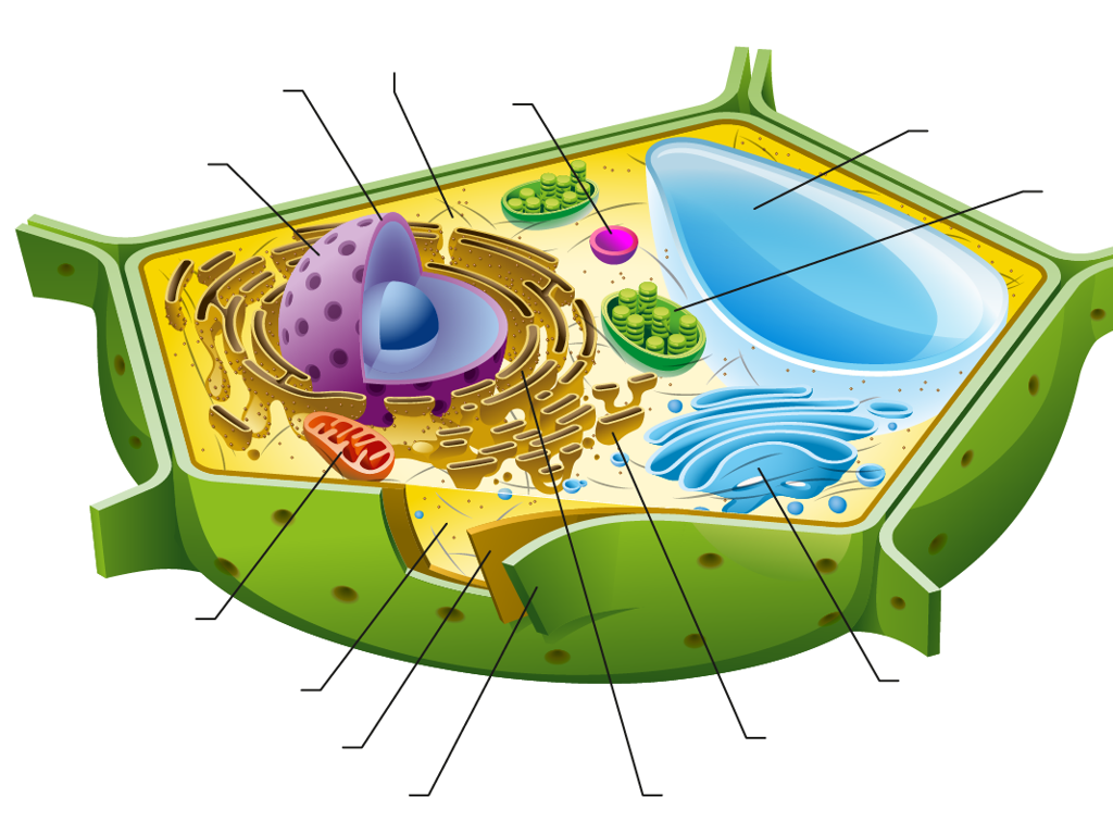 plant cell cross-section