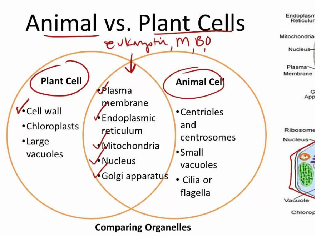 plant vs animal cells