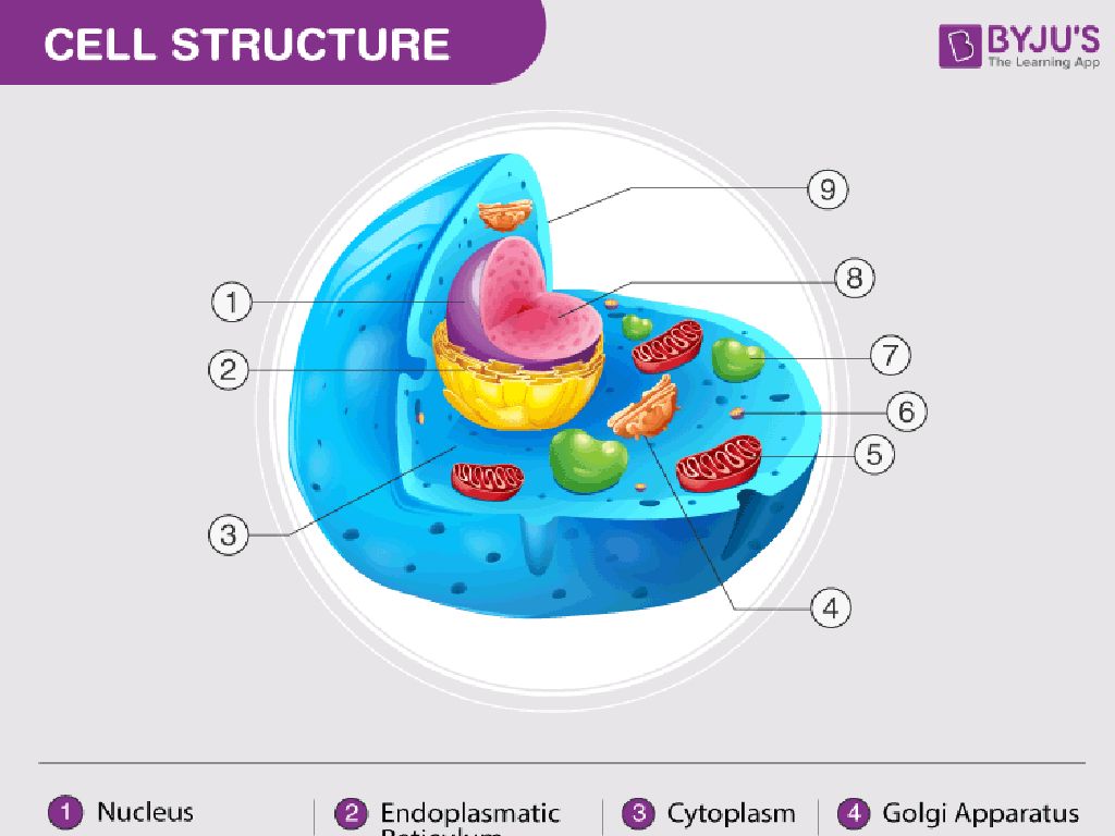 cell structure labels