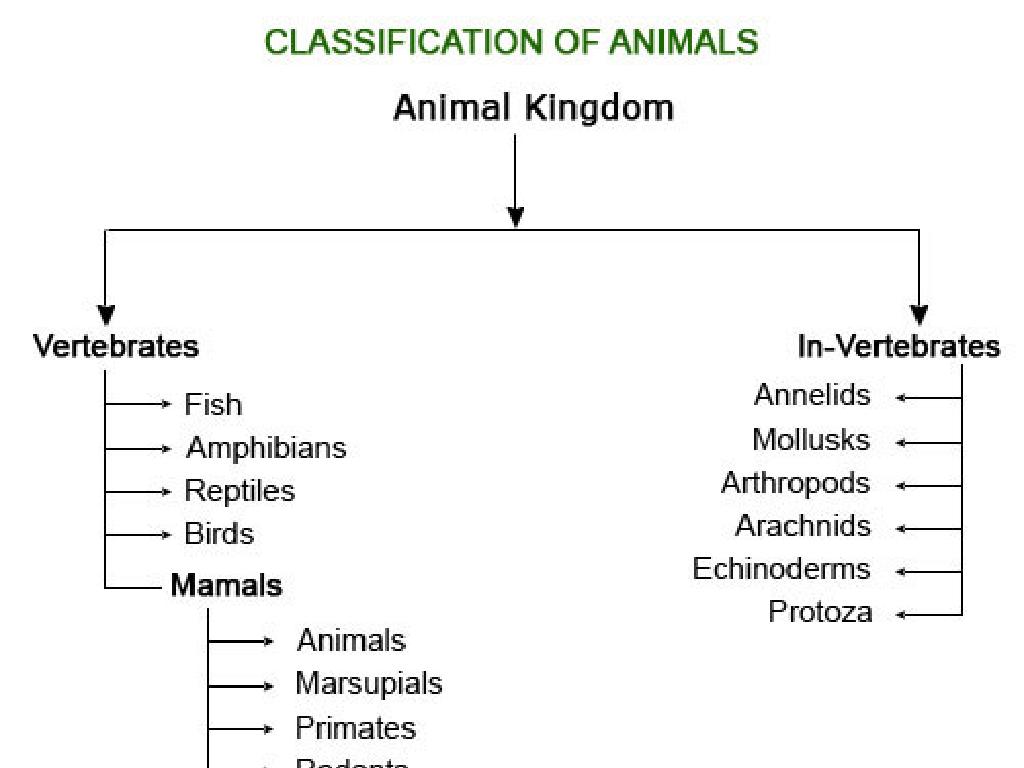 vertebrates invertebrates chart