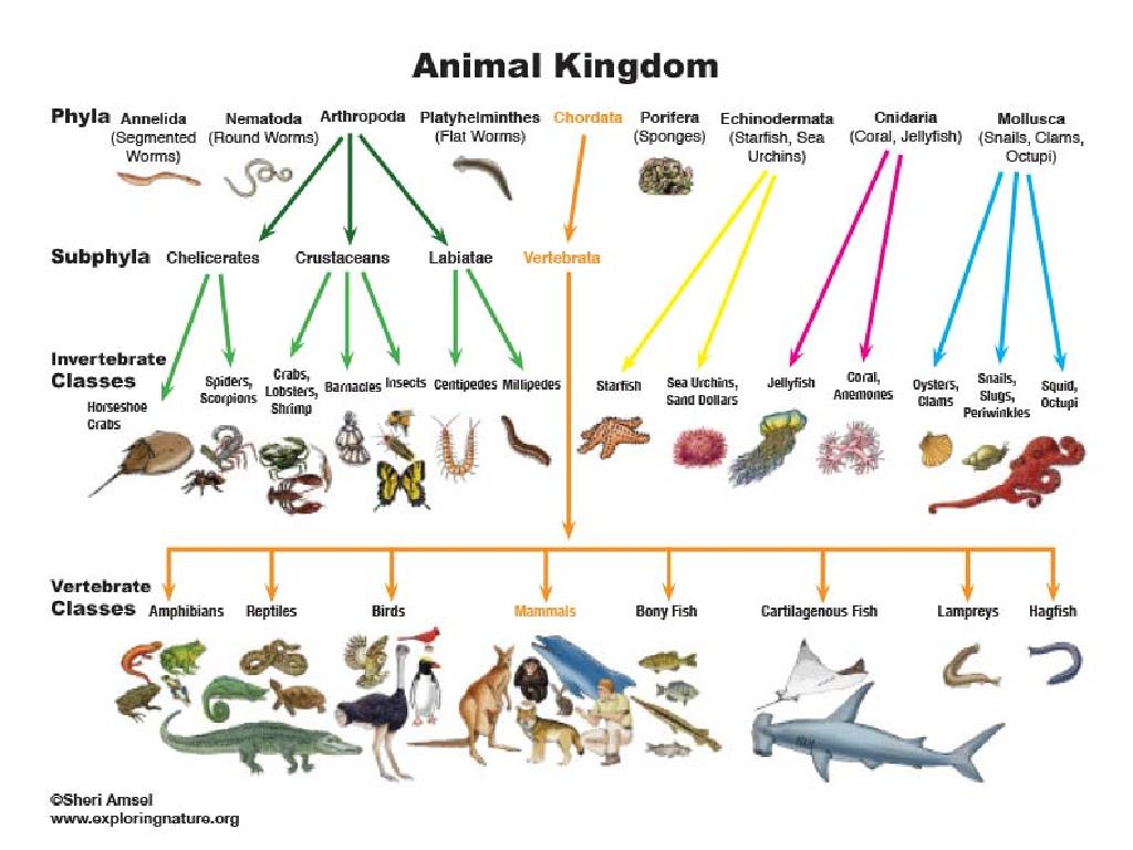 animal kingdom classification