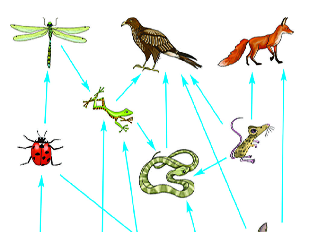 animal insect food chain