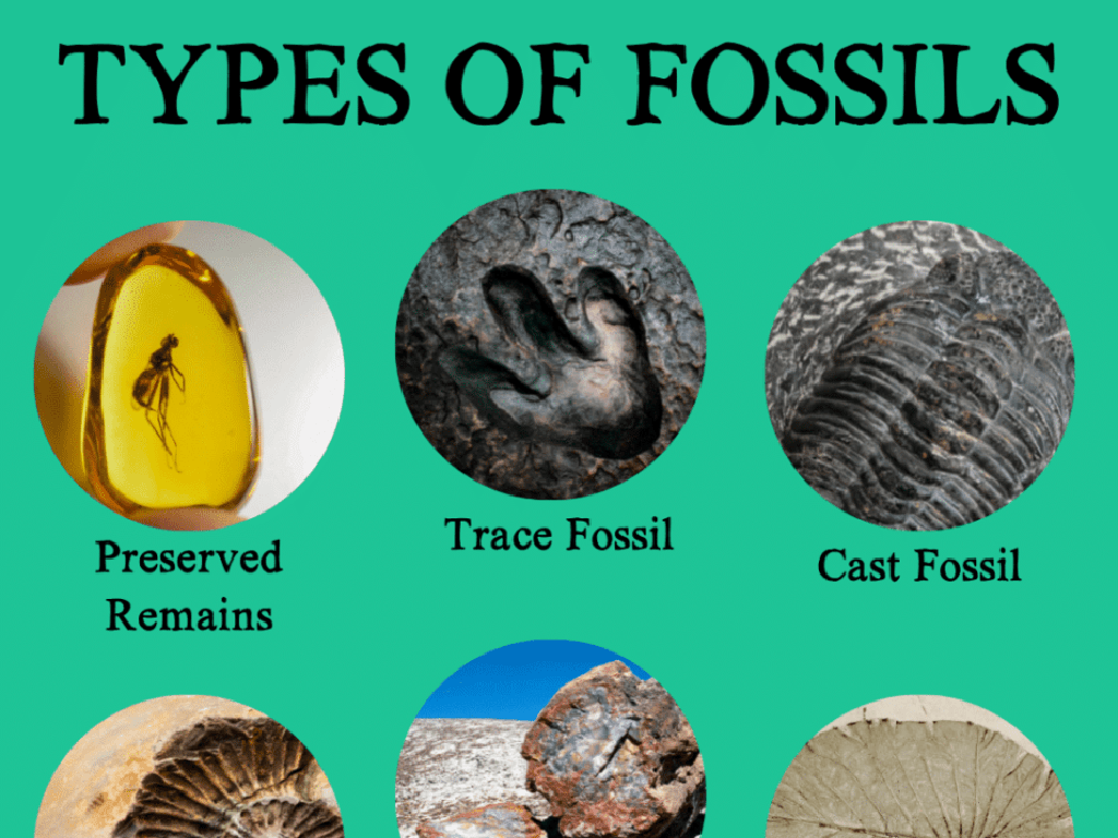 fossil types infographic