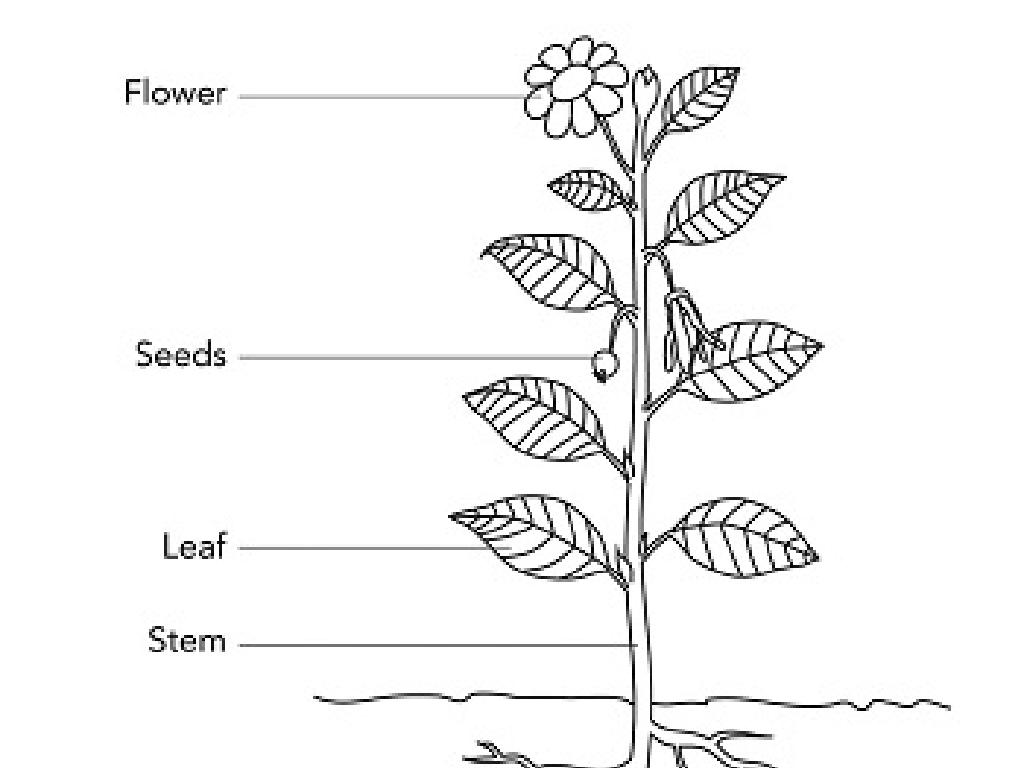 plant parts labeled