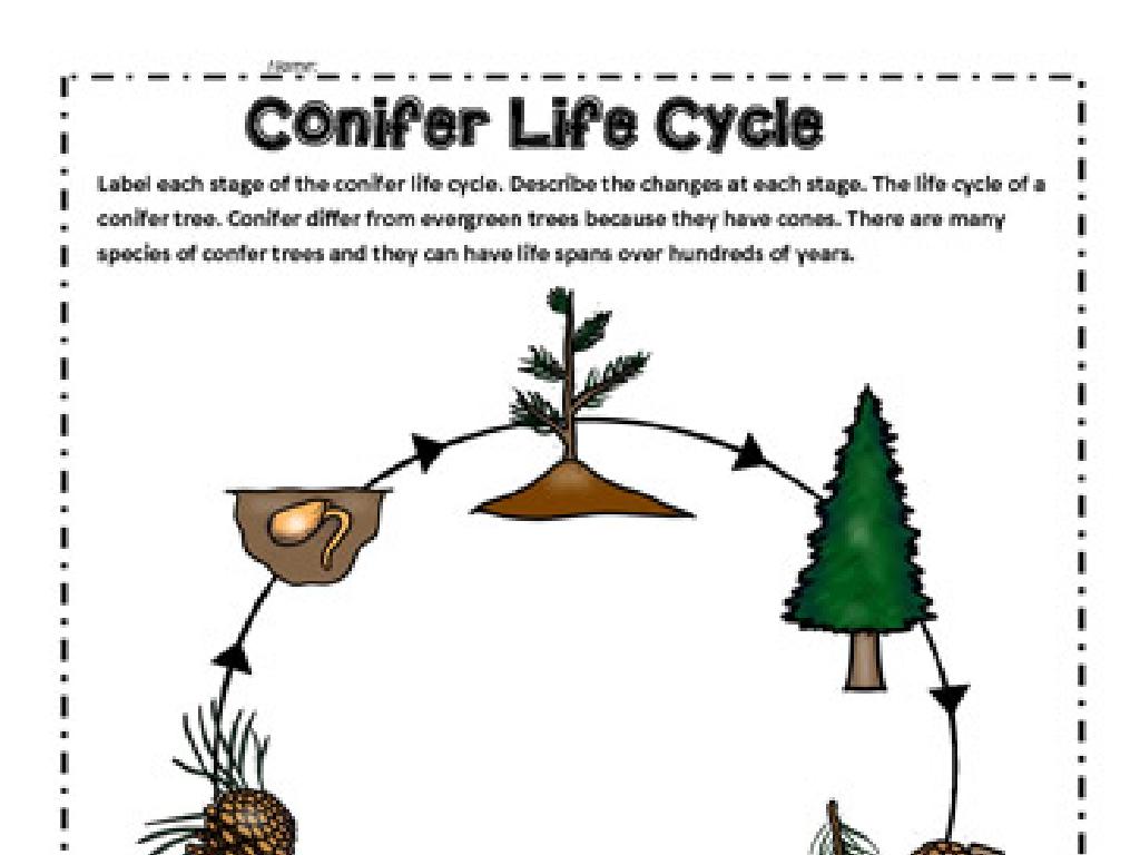 conifer life cycle stages