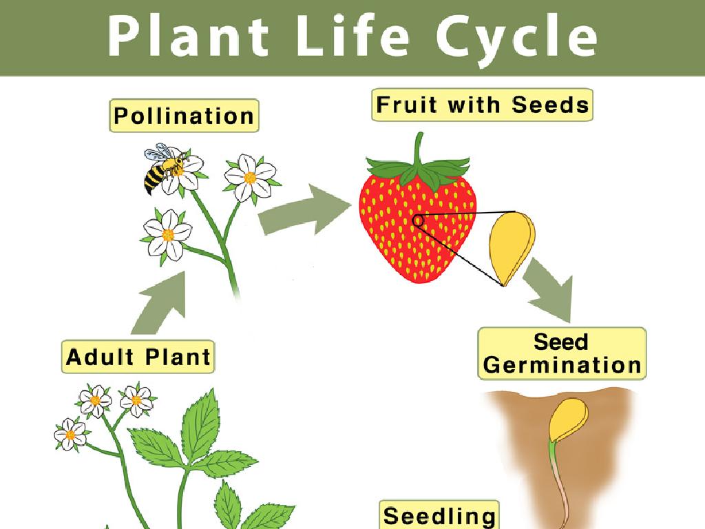 plant life cycle stages