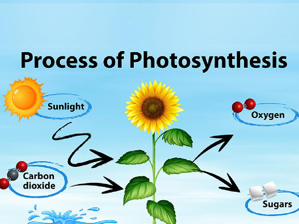 sunflower photosynthesis process