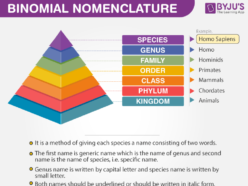 species classification pyramid