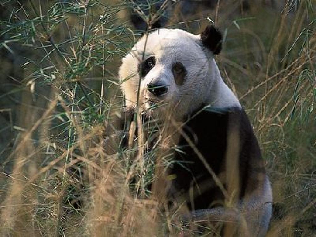 panda in bamboo grass