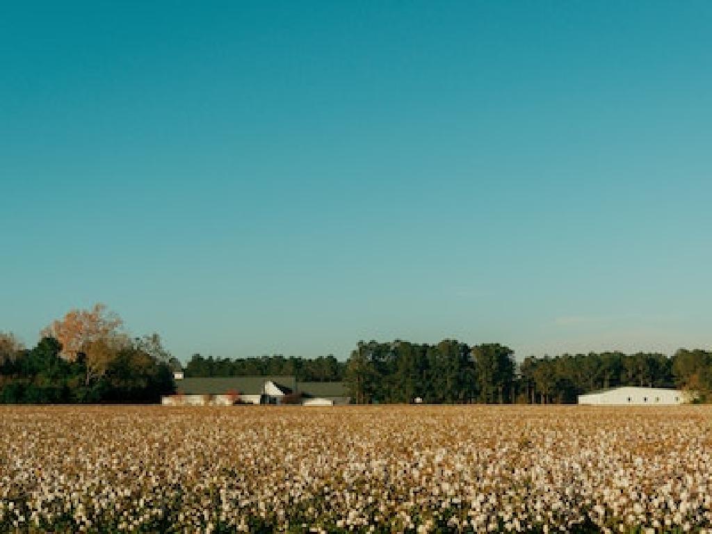 cotton field farm buildings