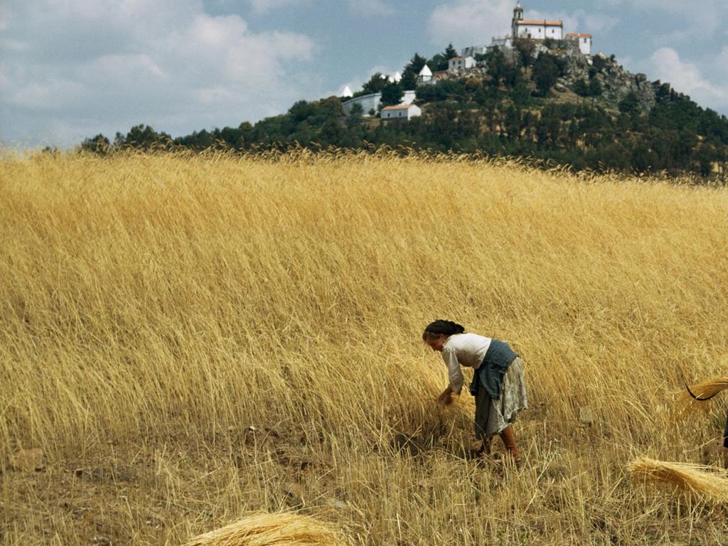 golden wheat harvest