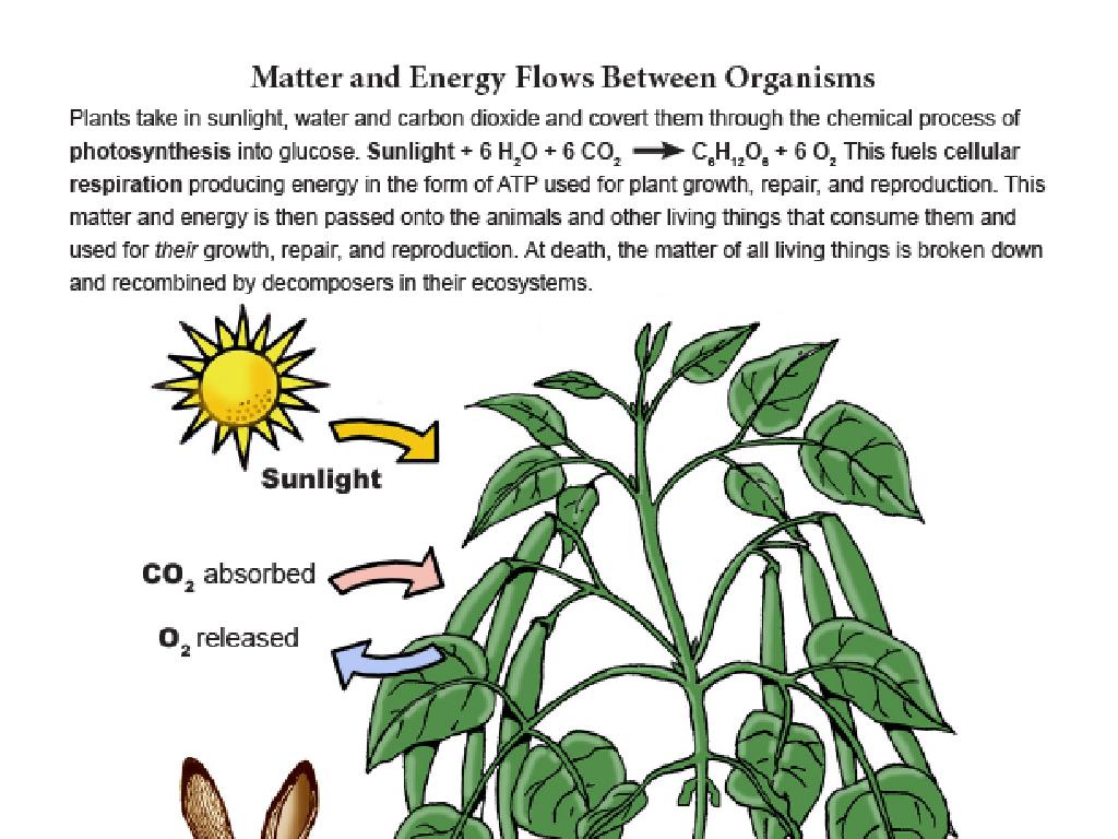 photosynthesis in plants