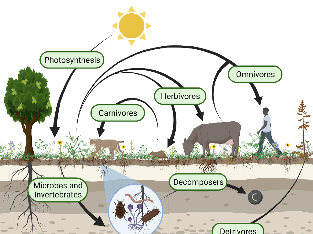 ecosystem energy flow