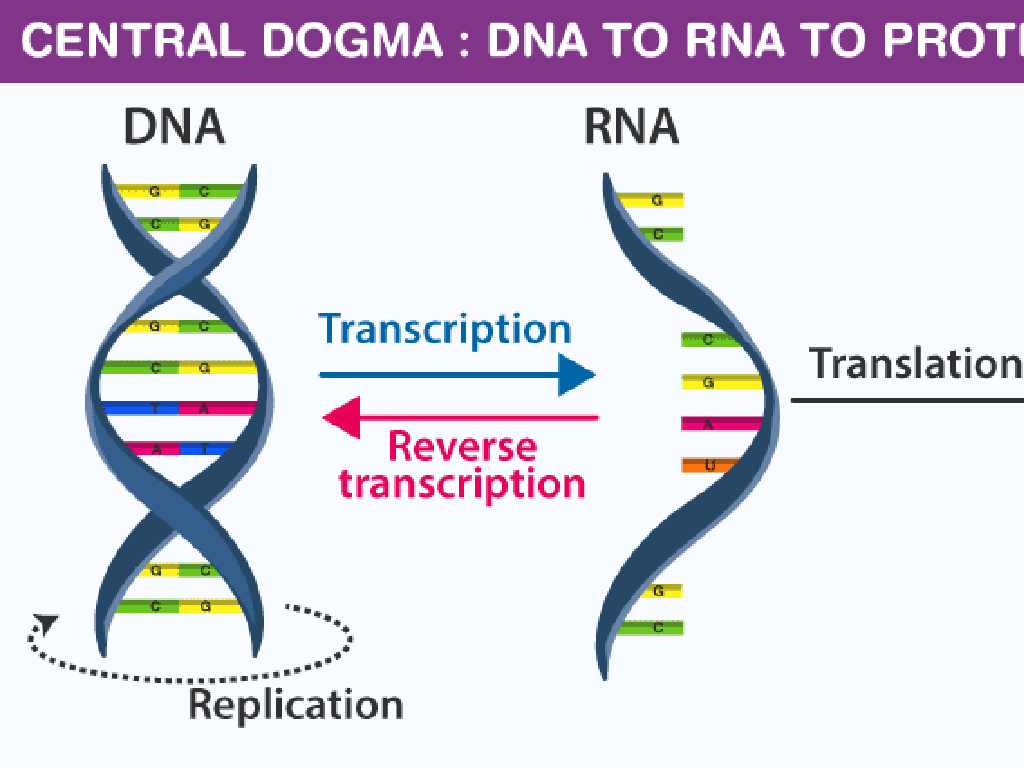 dna rna transcription