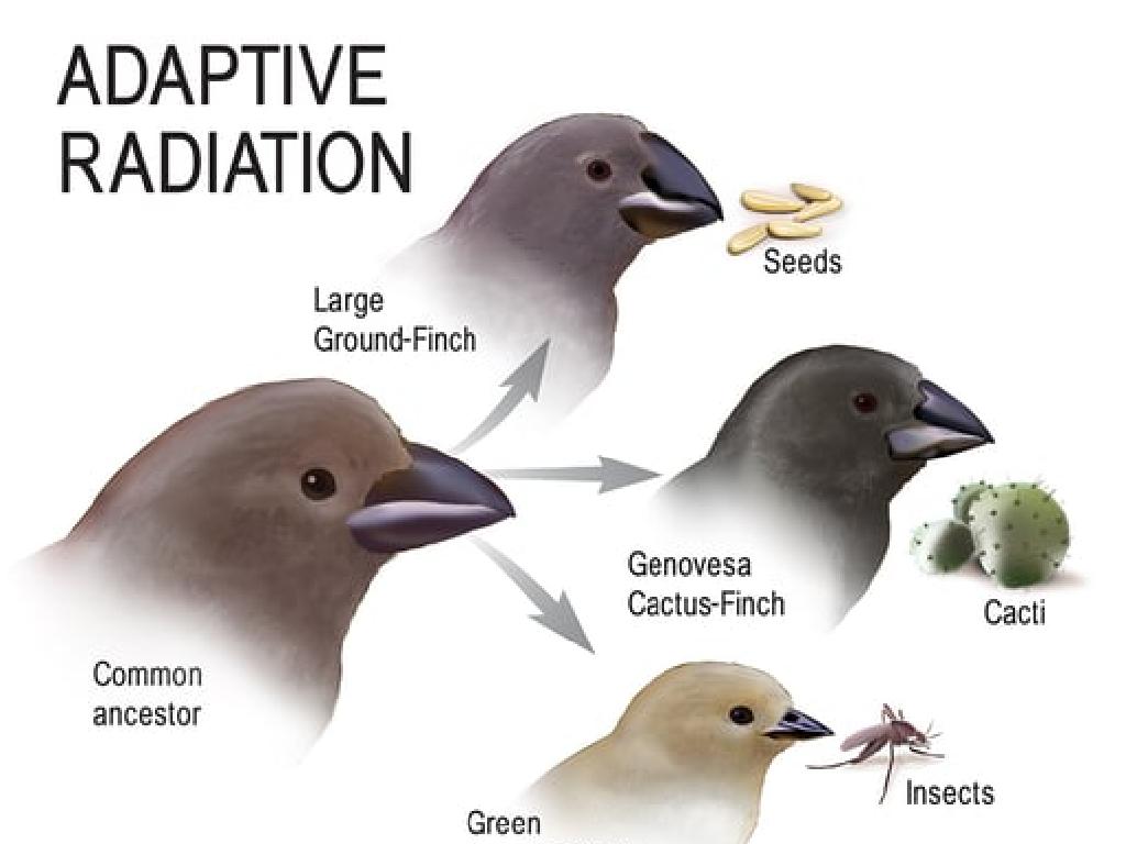 finch adaptive radiation