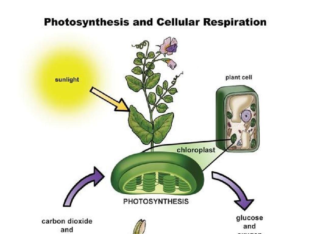 photosynthesis cellular respiration