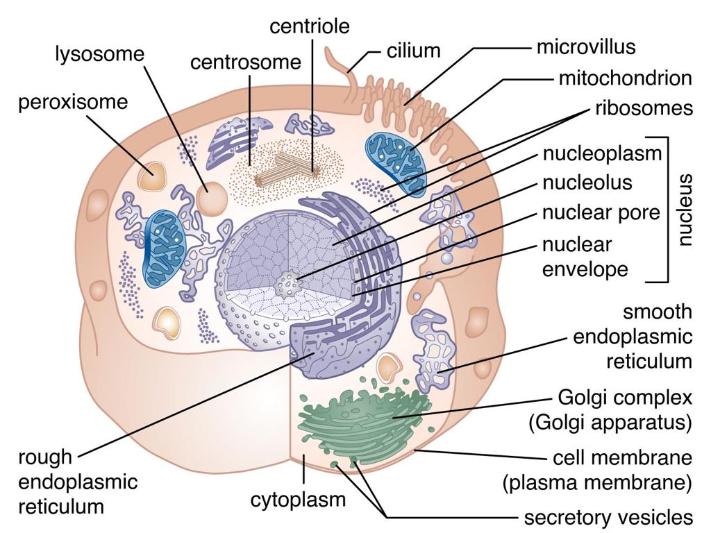 animal cell structure