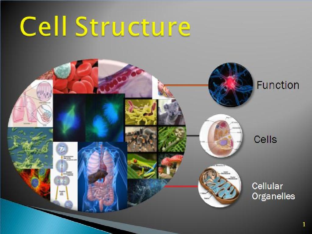 cell structure functions