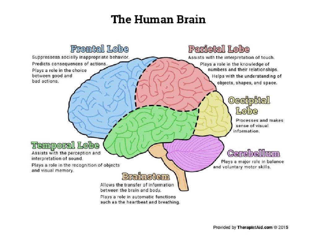 human brain lobes